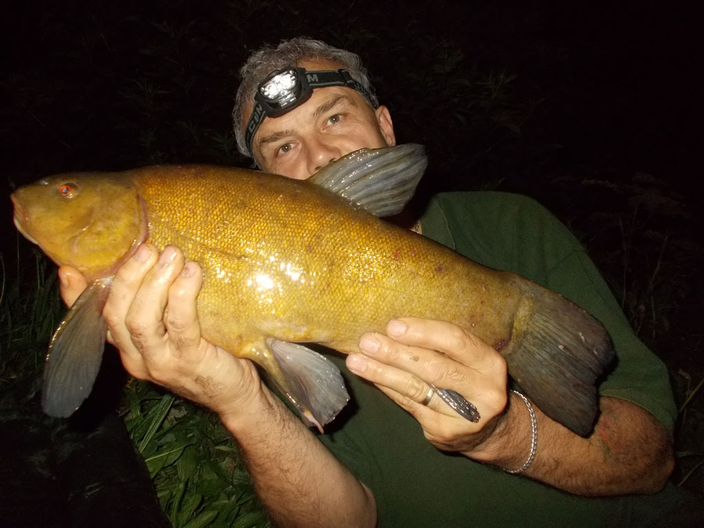 An autumn tench on the bank