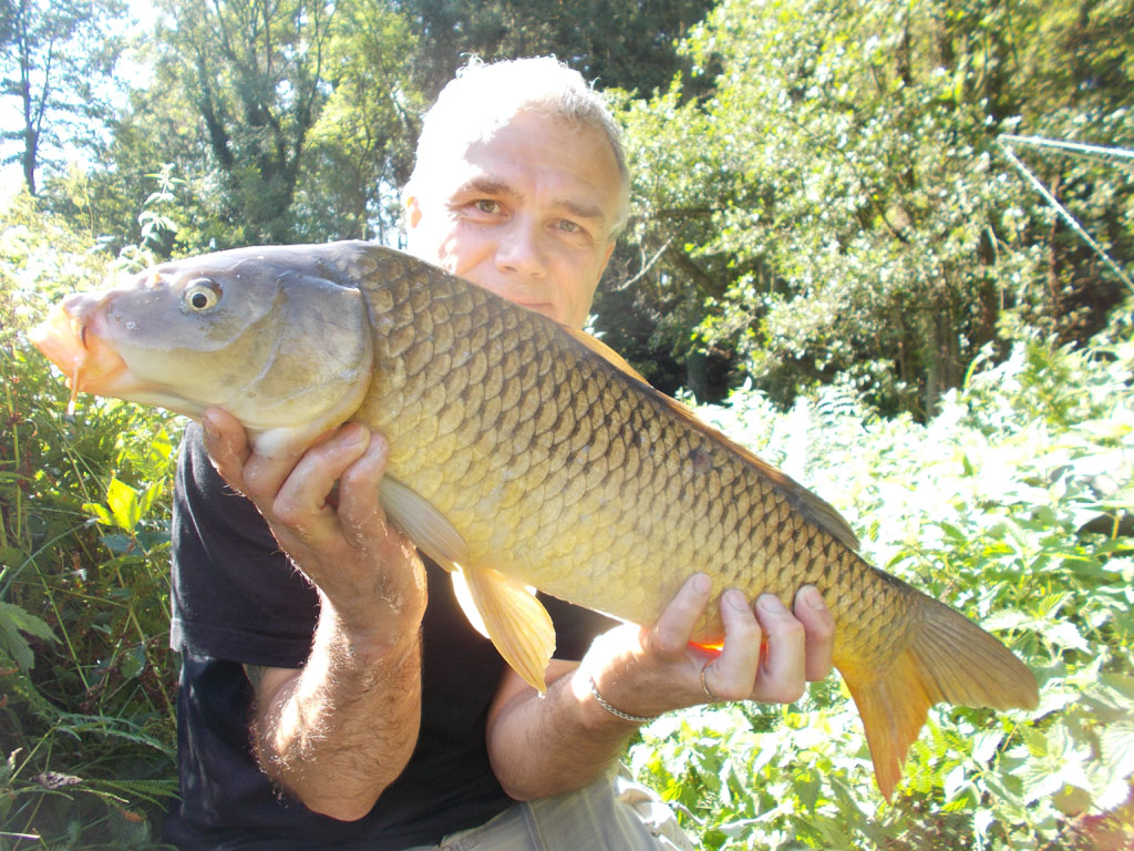 Another carp in bright sunshine