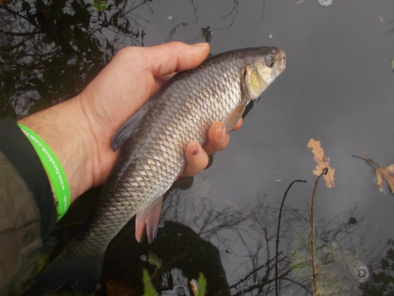 Returning a smaller chub, all welcome though