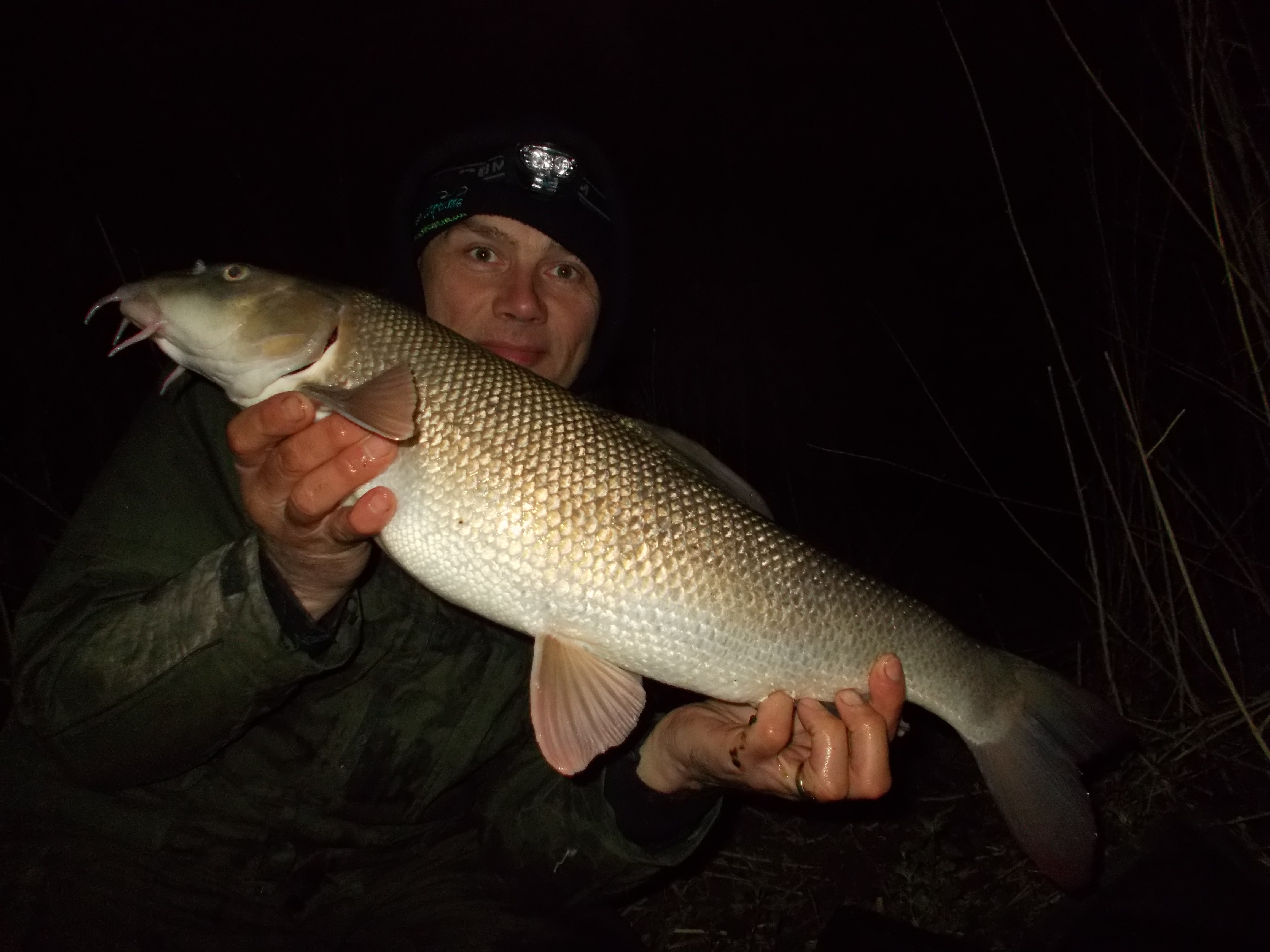 A River Severn barbel