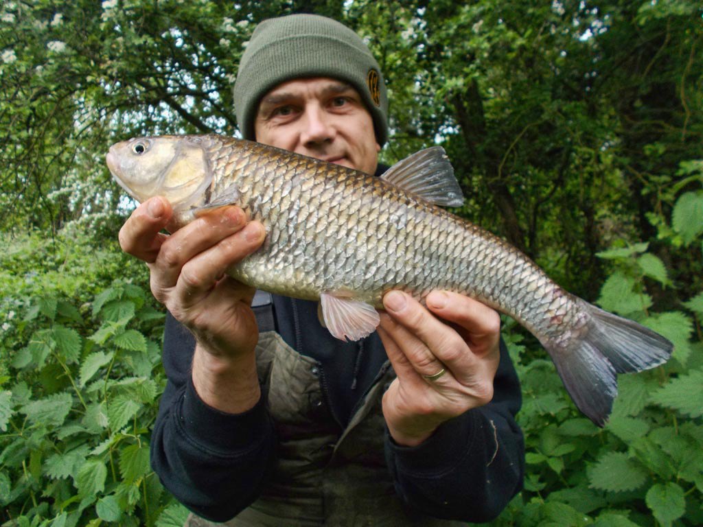 A canal chub poses for the camera