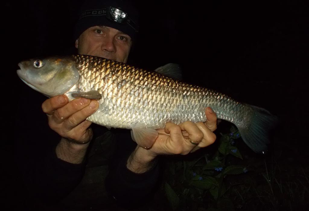 Another canal chub on the bank