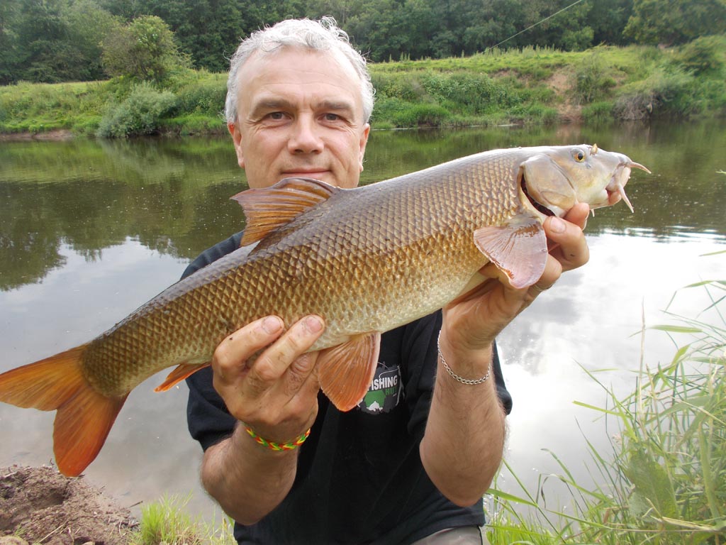 A barbel in bright sunshine