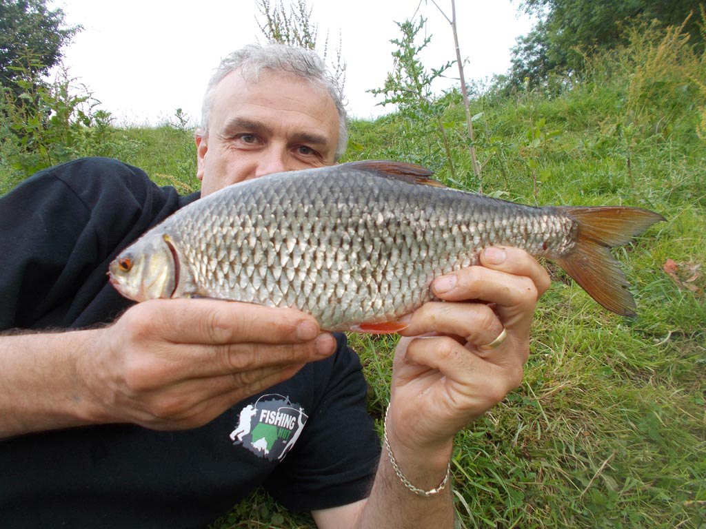 A quality Severn roach on pellet