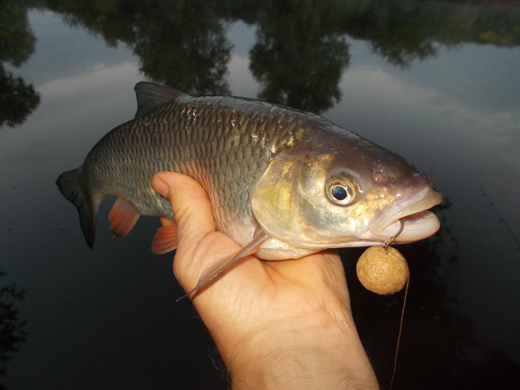 A greedy chub from the Severn