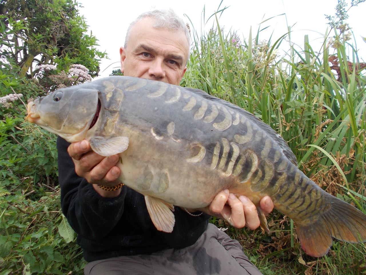 A great looking carp 