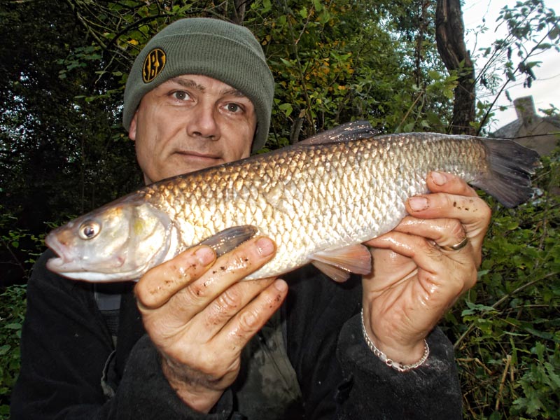 A nice chub that fell to an SBS boilie