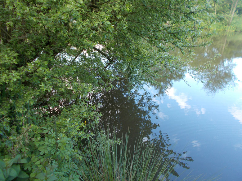 Both rods were fished under overhanging trees