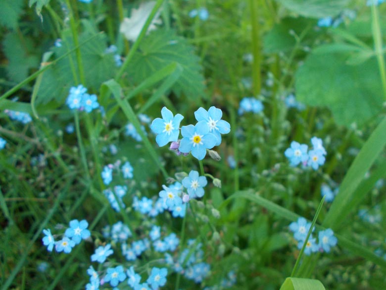 Forget-me-nots in the hedgerow
