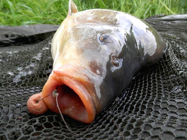 One of the local carp, which liked the 16 mm Squid - Strawberry