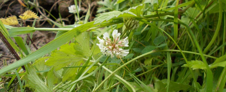 Bankside clover in bloom