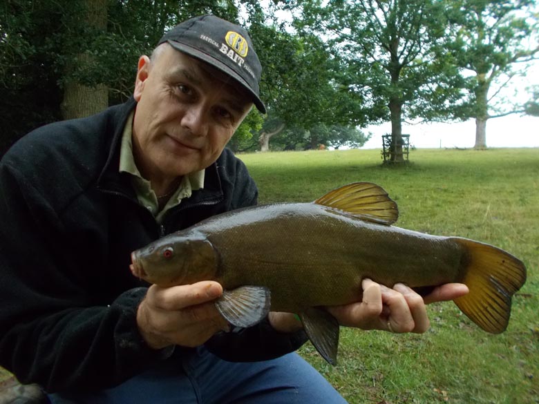 A tench on the bank, they're great fish
