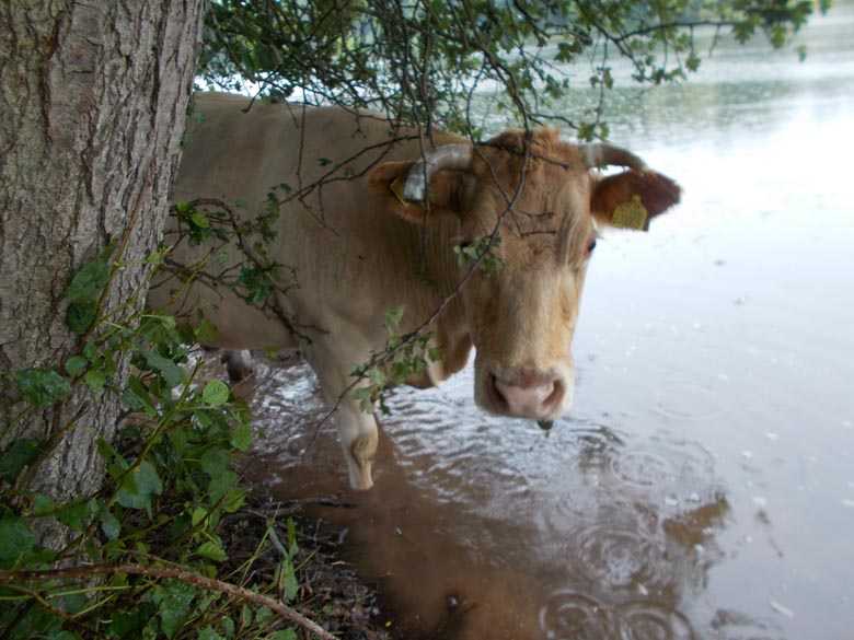 A cow in my swim