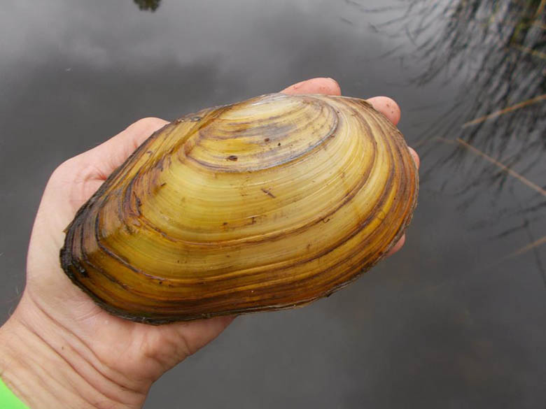 This mussel actually engulfed the lead