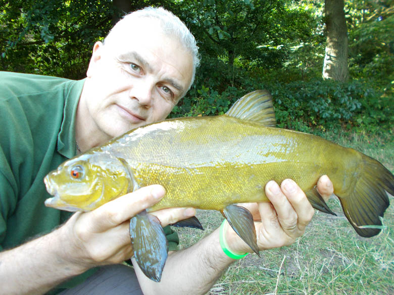 An estate lake tench on the bank