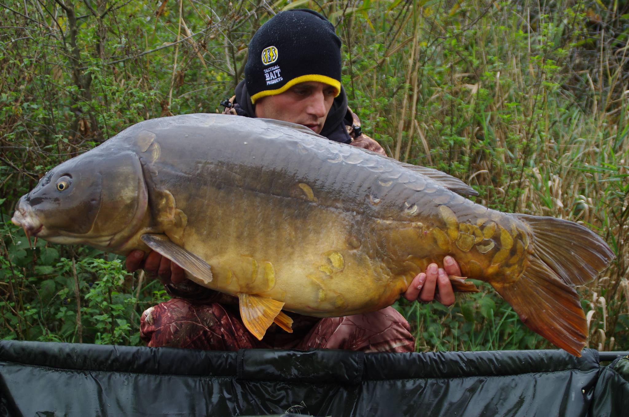 I caught this stunning 19,5 kg carp with this bait combination