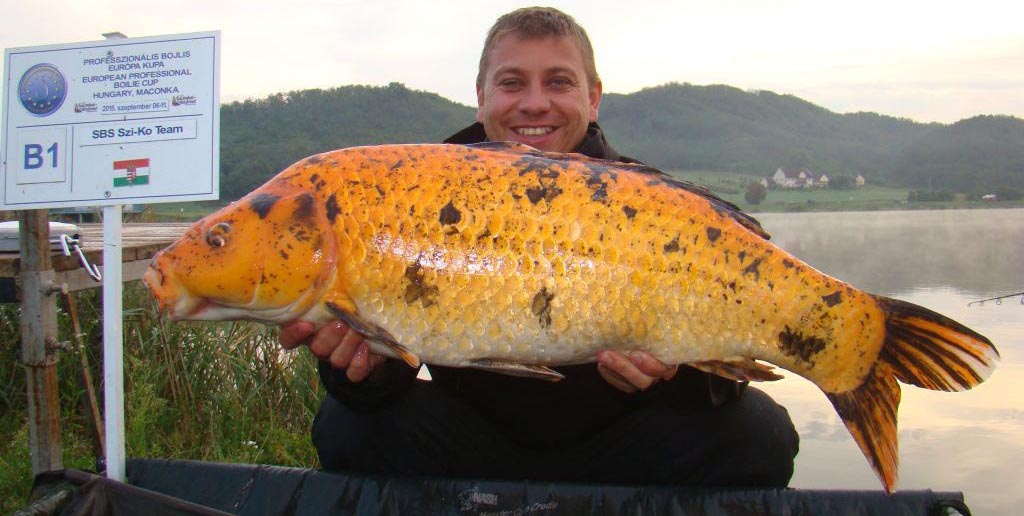 A verseny legnagyobb koi pontya (9.95 kg)