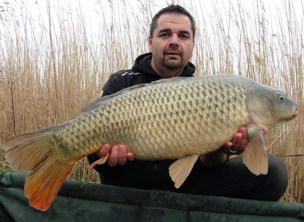 18lb common