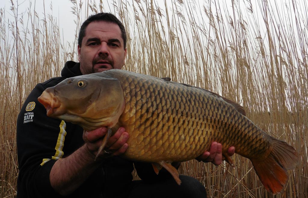 19lb common