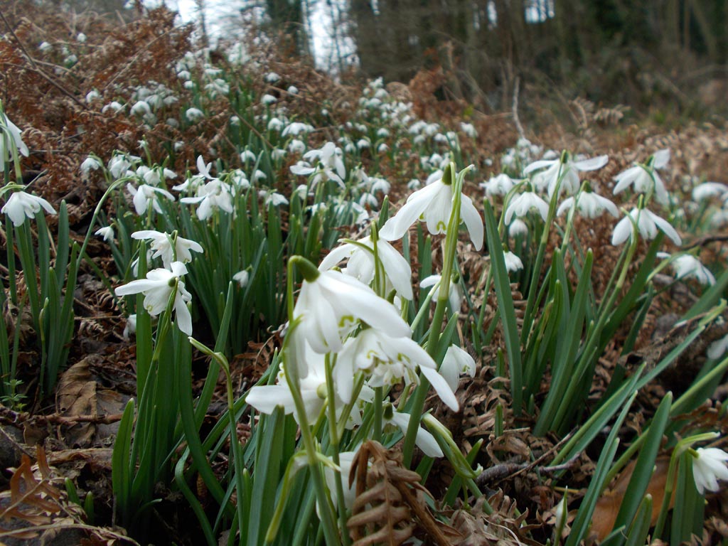 A bank of snowdrops behind the swim