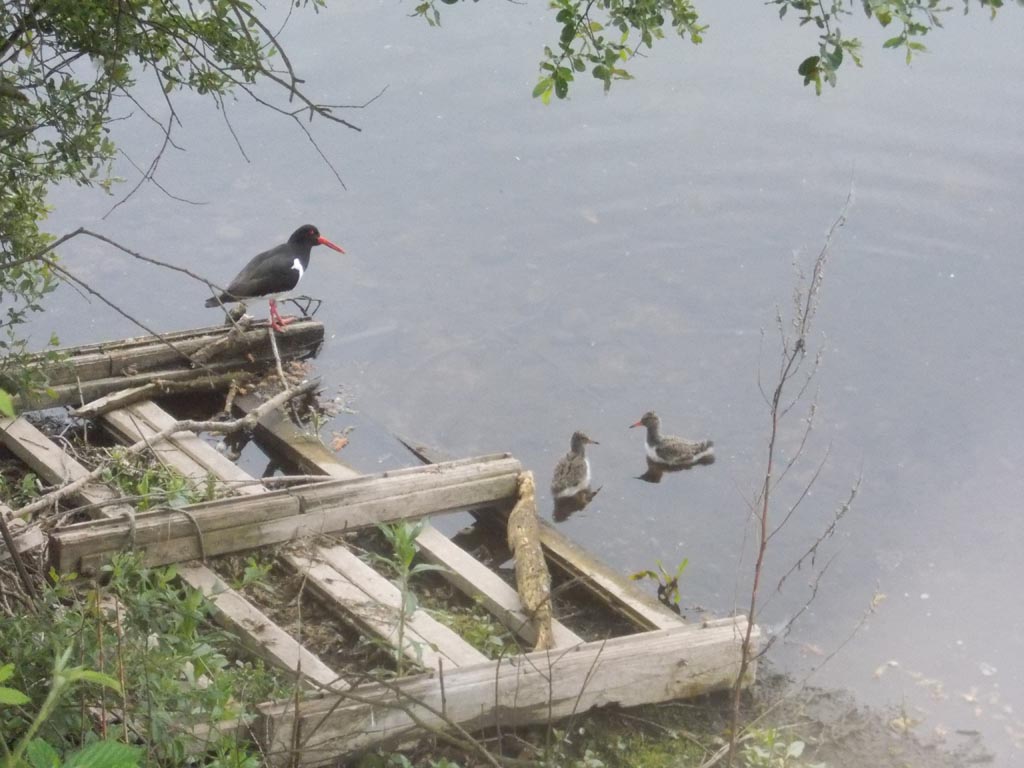 Inland oystercatchers