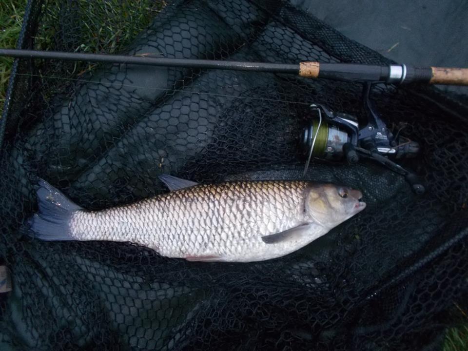 No barbel in this blog entry, but lots of chub