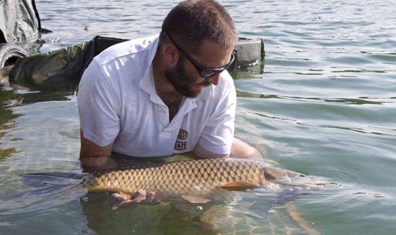 This recent capture of a common highlighted that some carp need a good deal of recovery time… resting them before release can be crucial at times!