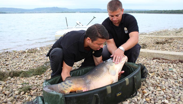 Big lively carp require careful handling. Keep them low over a substantially padded unhooking mat and learn how to take good quality shots so that you can get them back into the water as soon, and as safely as possible.