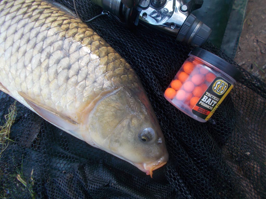 Cranberry pop-ups and another carp on the mat