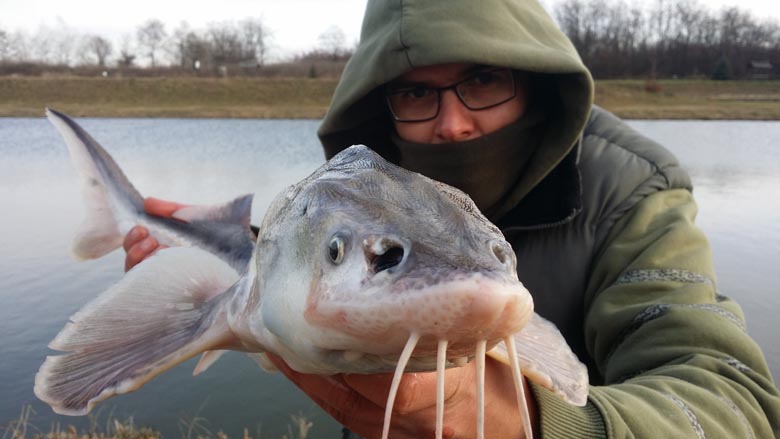 Hideg szélben meg sem rezzen a nagy bajusz