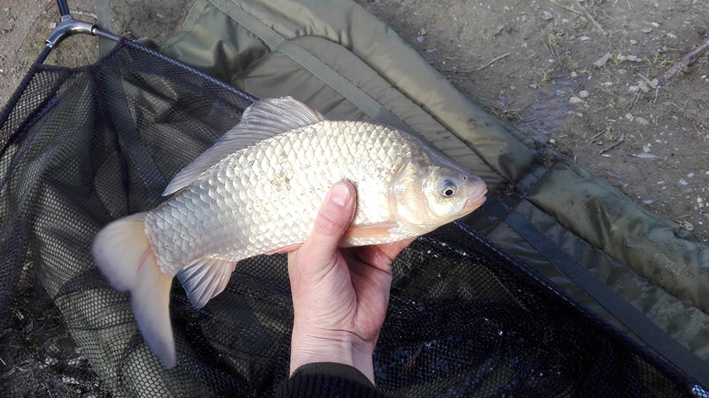 A kárászok imádták a Premium Mini Dumbells, Ace Lobworm ízű csaliját