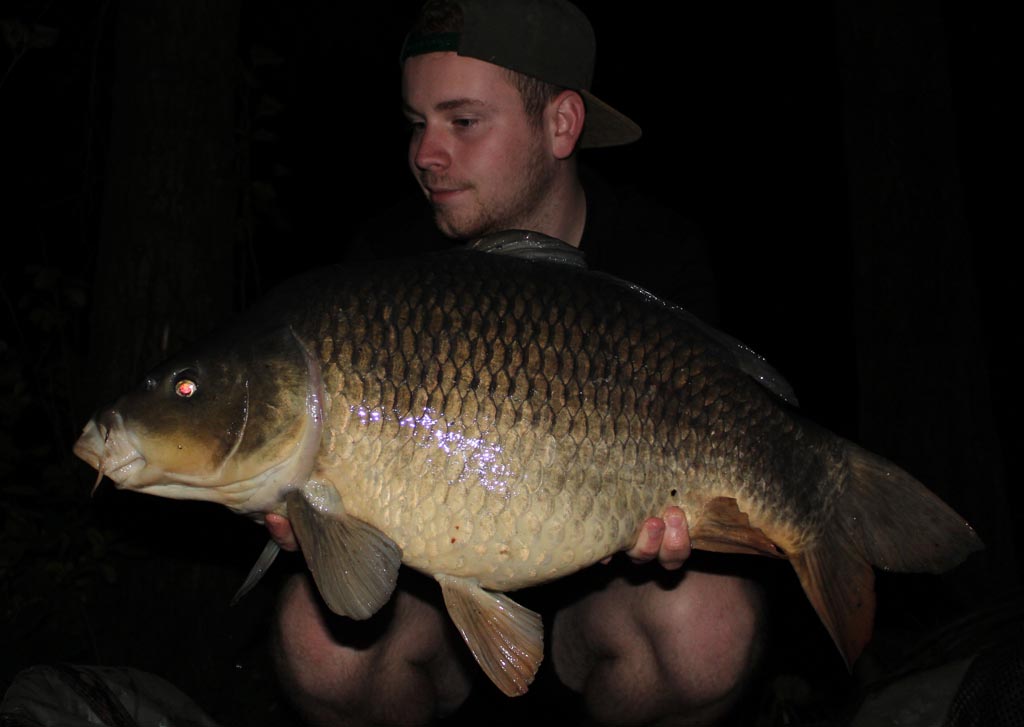 Ein gut genährter Schuppenkarpfen mit 12 kg