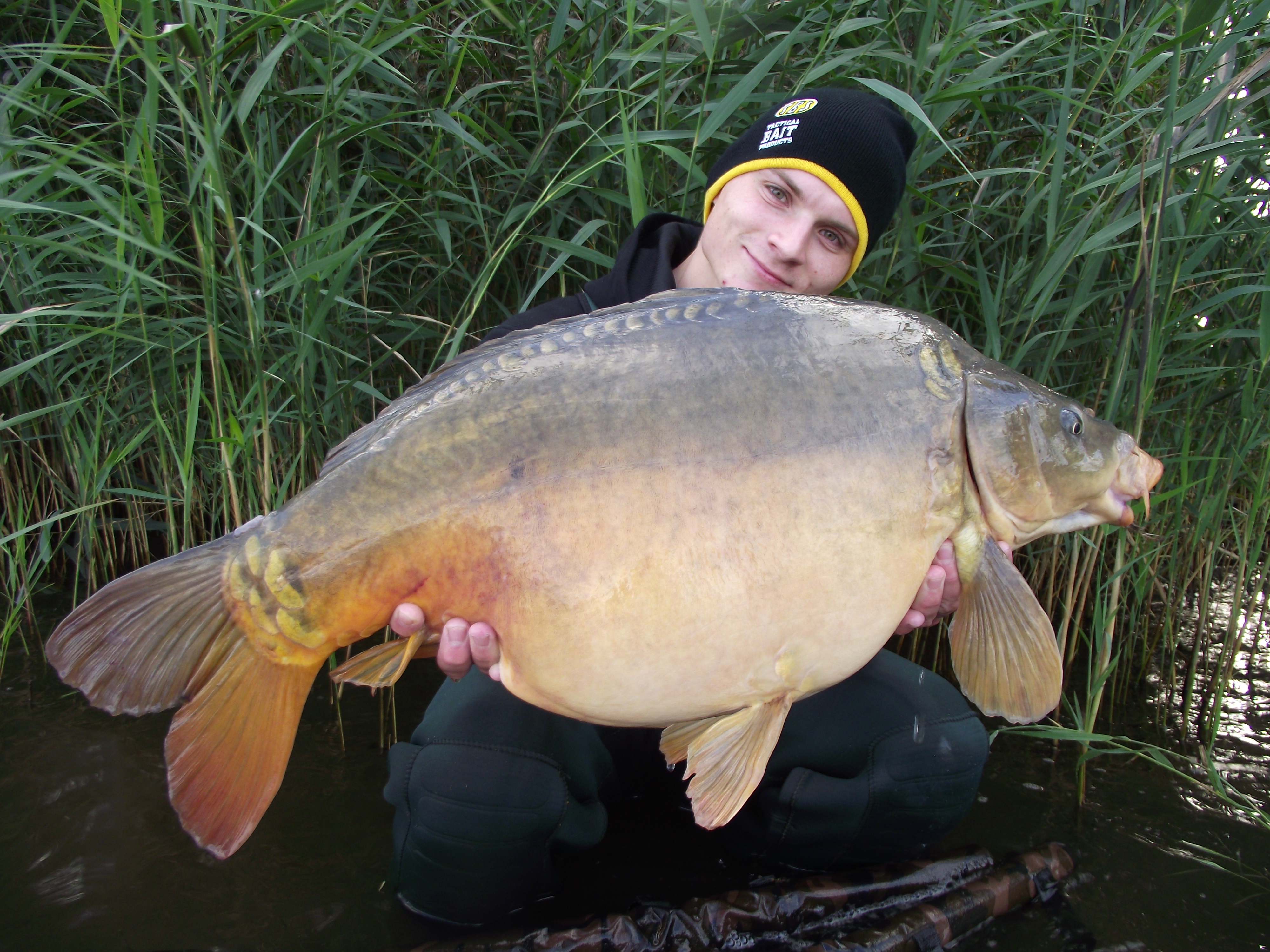 Spiegelkarpfen 11,5kg auf C2 Wafter Boilie