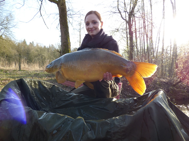 10 kg Spiegelkarpfen