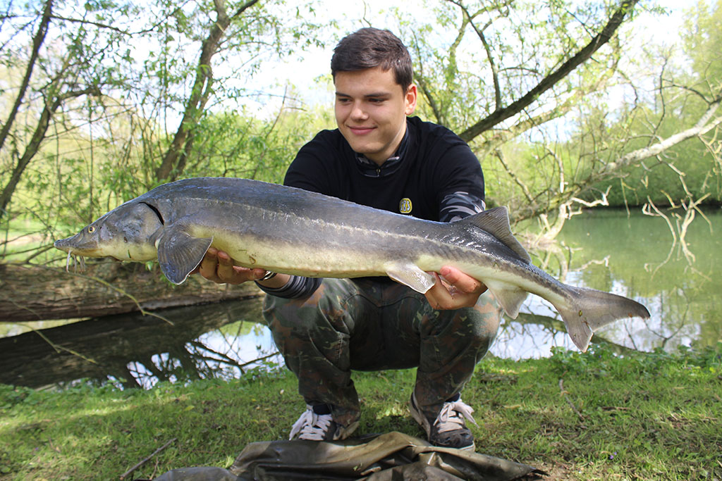 Kleiner sibirischer Stör aus dem See