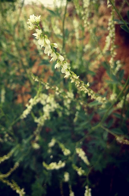 Die Natur in der Blüte