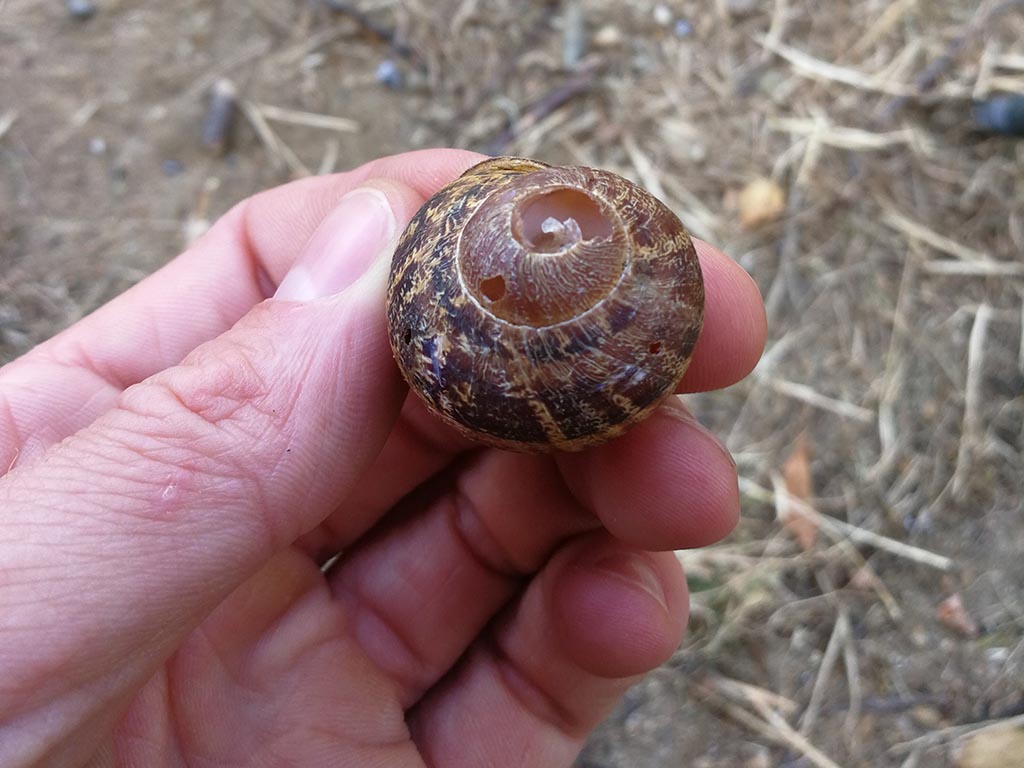 Schneckengehäuse als Sinker prepariert, der Apex ist aufgebrochen