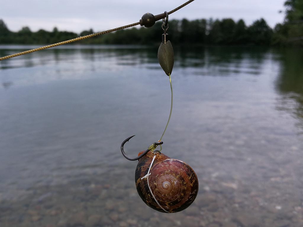 Popi-Schnecke am Chod Rig, der Apex ist intakt