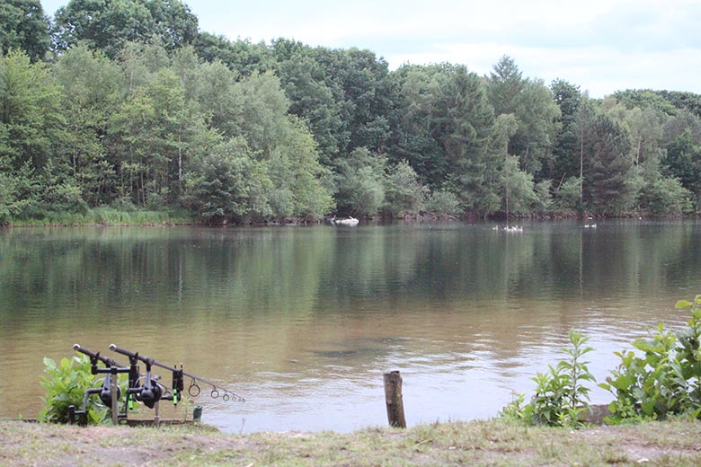 Die Ruten sind Scharf und die Gänse haben meinen Futterplatz schon gefunden