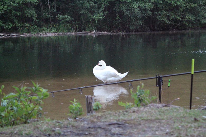 Ein Schwan bei seiner Nachtruhe direkt vor meinem Zelt