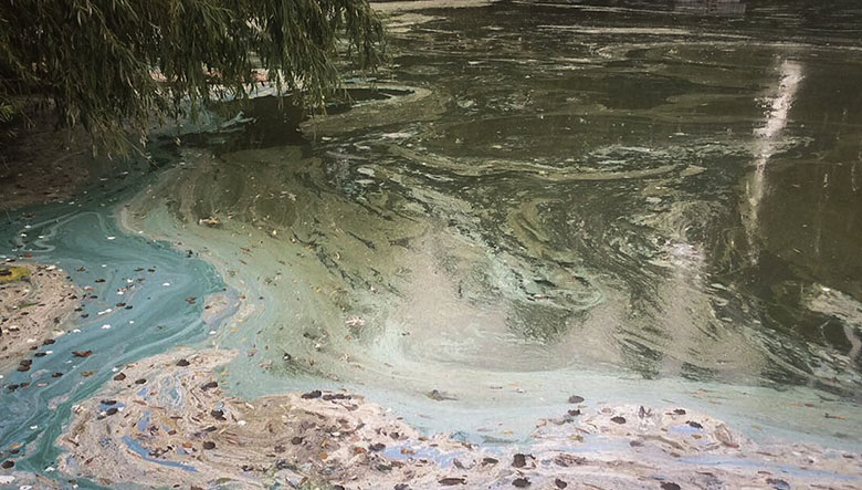 Aufgrund der Blaualgen drohte der See umzukippen!