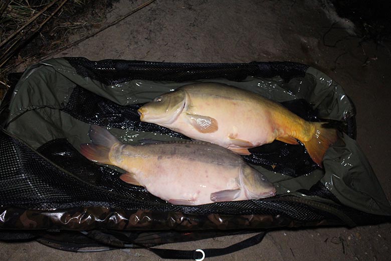 Zwei Fische im Winter auf der Matte, damit hätten wir nicht gerechnet