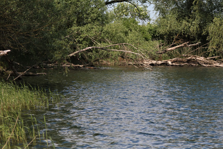 Linker Uferbereich mit reichlich Totholz und sicher als Anlaufpunkt und Unterschlupf für einige Fische