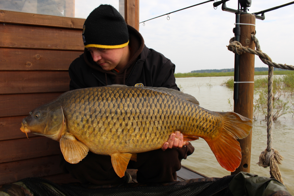 Der beste Fisch der Session, ein goldener Schuppenkarpfen