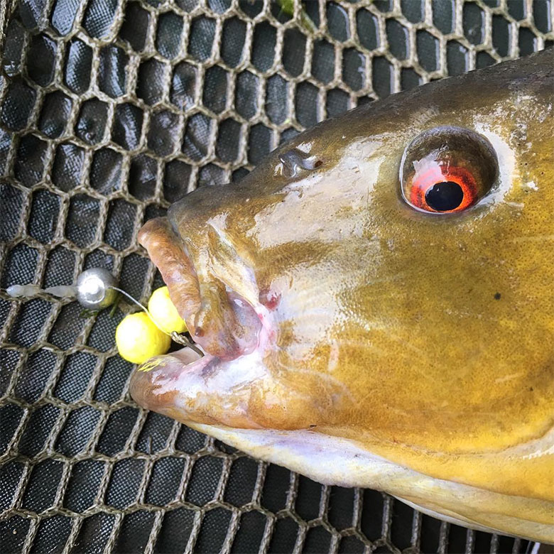 A tench on the mat